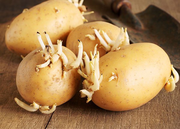 Ăn khoai tây nảy mầm có an toàn không?