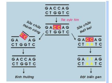 Cơ chế sinh ung của tia cực tím