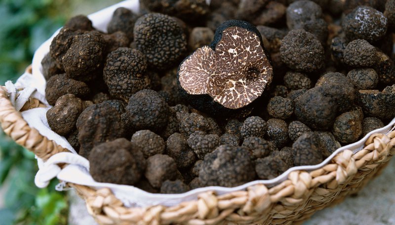 trồng nấm truffle