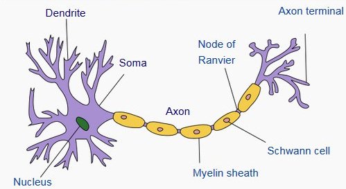Neuron thần kinh là gì? Chức năng, phân loại, cấu trúc