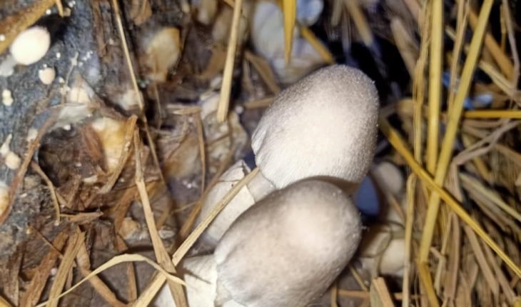 Thu hoạch nấm cần có kỹ thuật để đảm bảo nấm rơm tươi, sạch