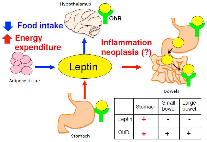 Leptin và kháng Leptin: Những điều cần biết