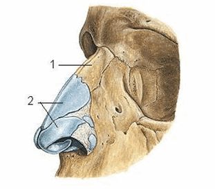 Giải phẫu, chức năng, sơ đồ của các sợi nhụy mũi