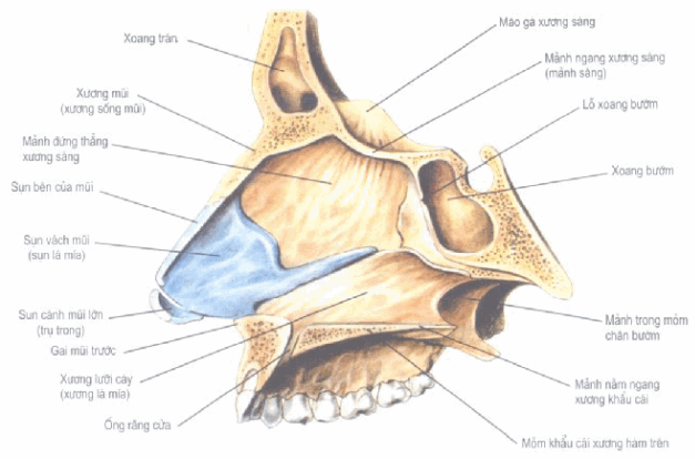 Giải phẫu, chức năng, sơ đồ của các sợi nhụy mũi