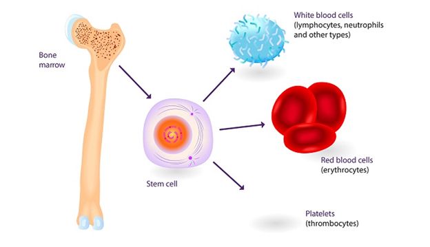 Cấy ghép tế bào gốc tạo máu