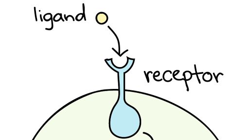 Các thụ thể tế bào (receptor) tham gia vào quá trình truyền tín hiệu thông qua gắn kết với các phối tử (ligand)
