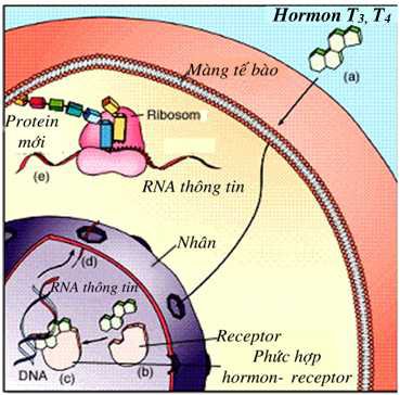 Các thụ thể trong tế bào còn được gọi là thụ thể nội bào gồm có Thụ thể bào tương và Thụ thể nhân tế bào