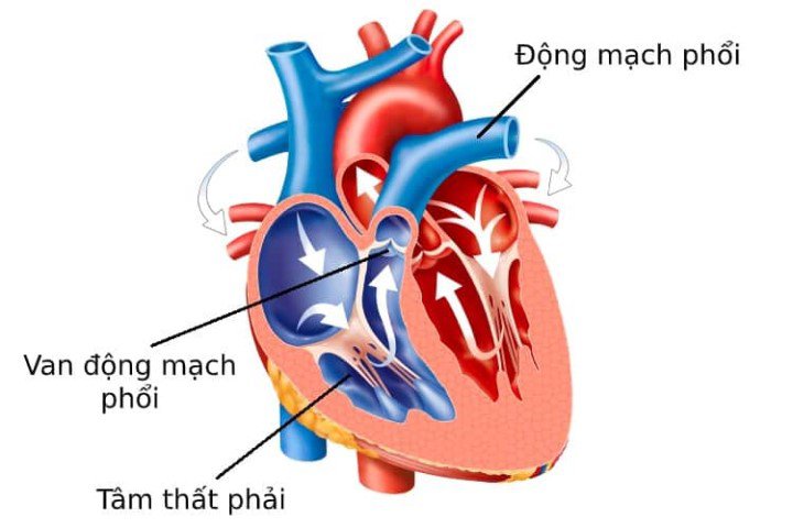 Van động mạch phổi giúp cho máu từ tâm thất phải lên động mạch phổi