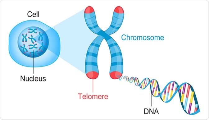 Chuỗi DNA không mã hóa lặp đi lặp lại ở các đầu của nhiễm sắc thể tạo thành các telomere