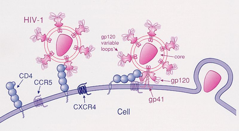tế bào bạch huyết CD4