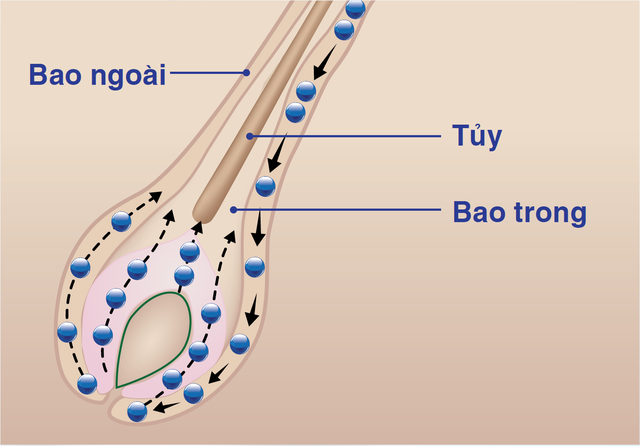tế bào gốc ở lớp vỏ bao ngoài nang tóc