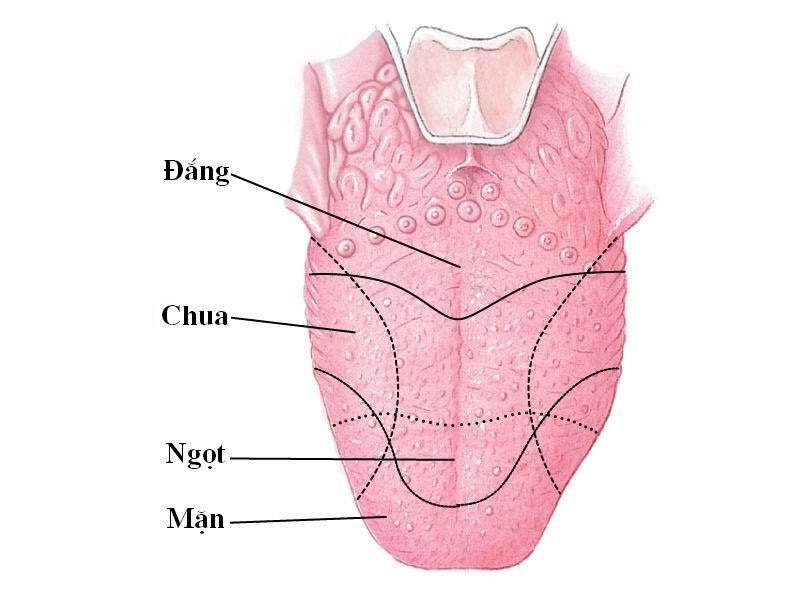 Hình ảnh sơ đồ vùng vị giác trên lưỡi