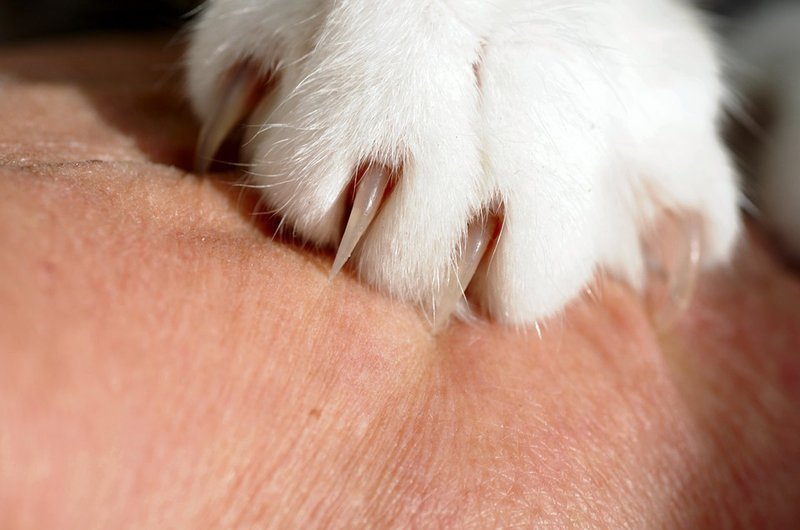 Mèo cào xước chân, không chảy máu có nên tiêm phòng dại?