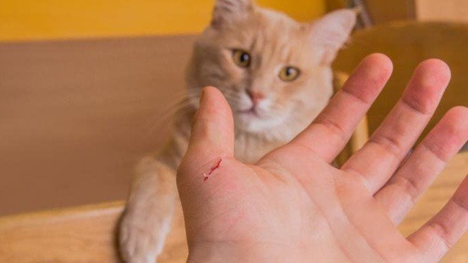 Người bị mèo cắn có phải tiêm vacxin phòng dại không?