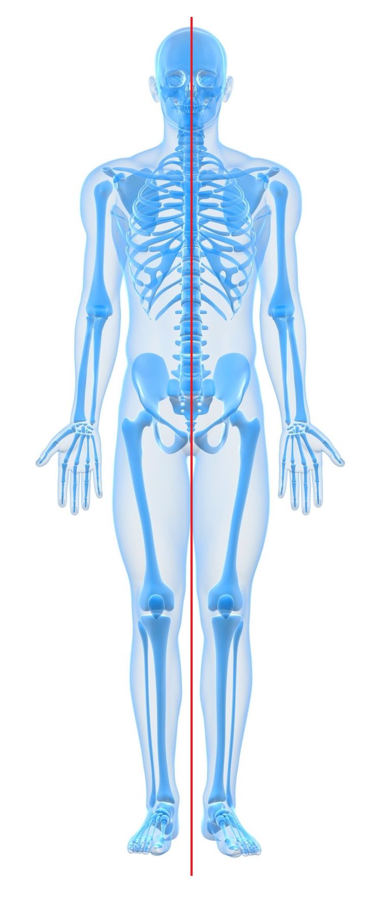 Hình 3: Minh họa sự đối xứng của cơ thể qua đường giữa