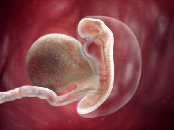 Dấu hiệu xương dài ra ở giai đoạn phôi thai trải qua 3 giai đoạn khác nhau
