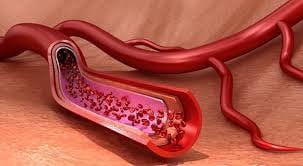 mạch máu trong cơ thể người