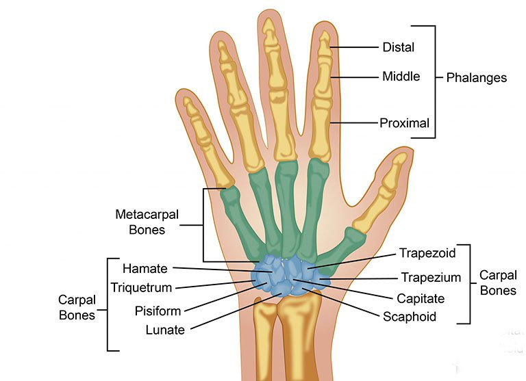 Cấu tạo bàn tay và cách thức hoạt động của bàn tay
