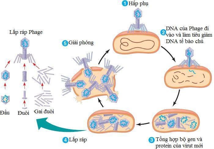 Chu trình nhân lên của virut trong tế bào chủ
