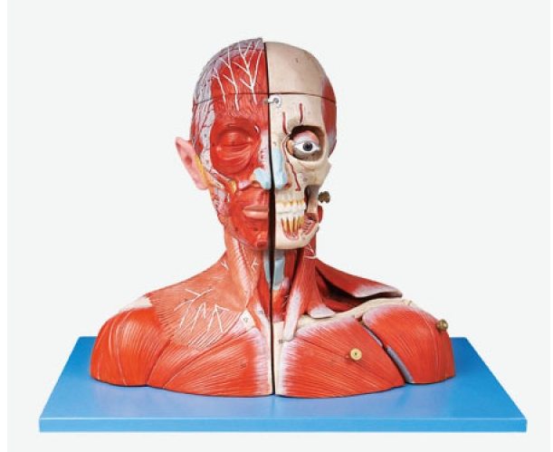 mô hình xương sọ với đốt sống cổ | Product Tags | http://akitech.vn