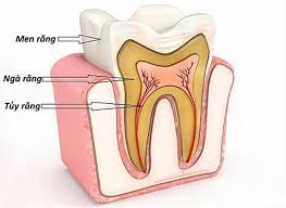 Hình ảnh minh họa cho cấu tạo của răng