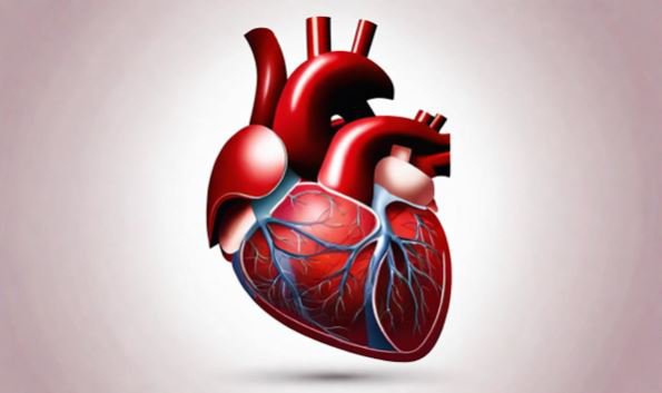Trái tim con người được chia làm bốn buồng - hai buồng trên và hai buồng dưới