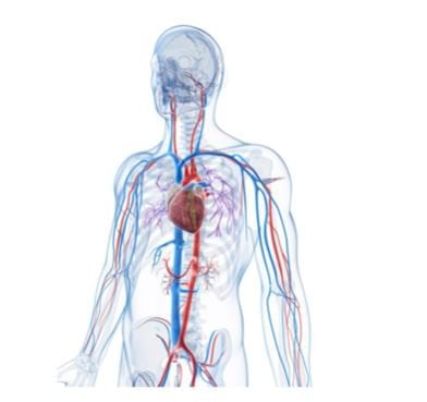 Do cấu trúc của tĩnh mạch nên không thể vận chuyển máu dưới áp lực cao    (Nguồn ảnh: ThoughtCo)