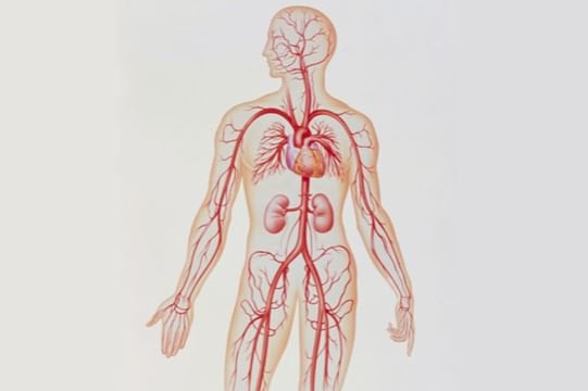 Động mạch giúp vận chuyển máu giàu oxy đến các mô trong cơ thể    (Nguồn ảnh: ThoughtCo)