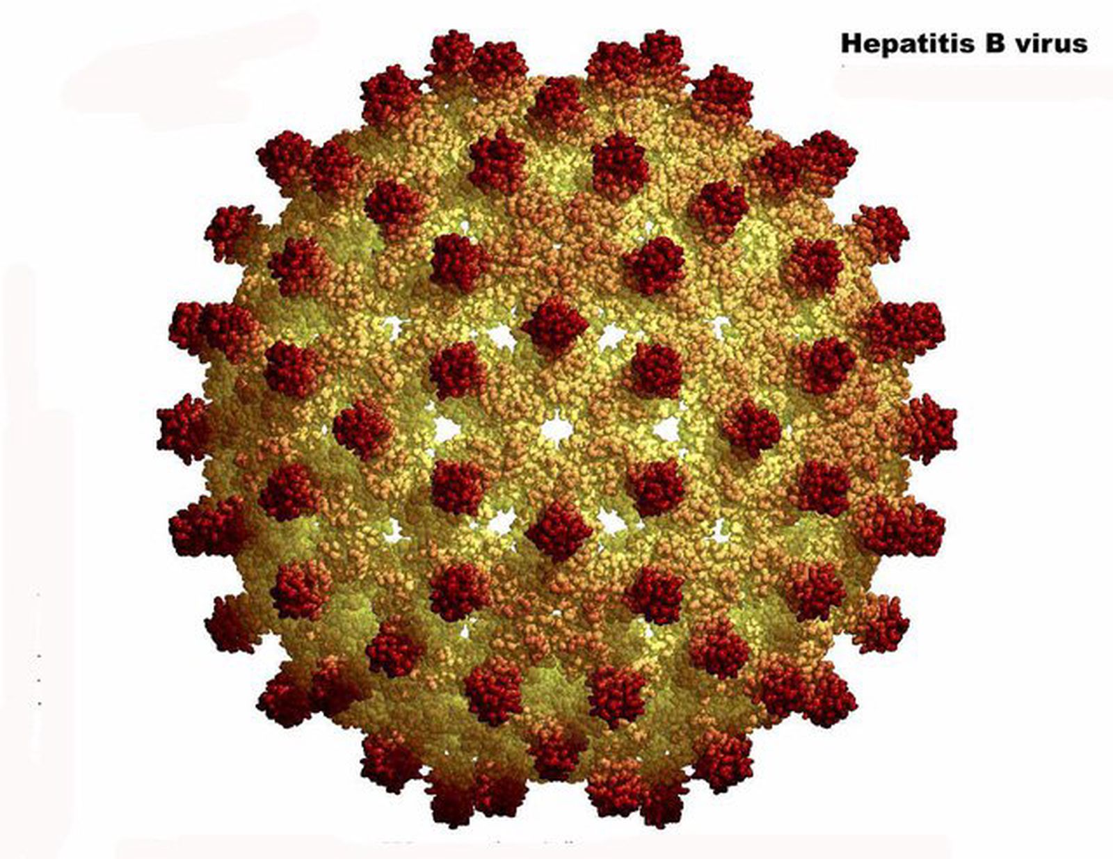 Новый вирусный гепатит