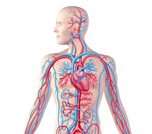 Three key factors ensure proper circulatory system function