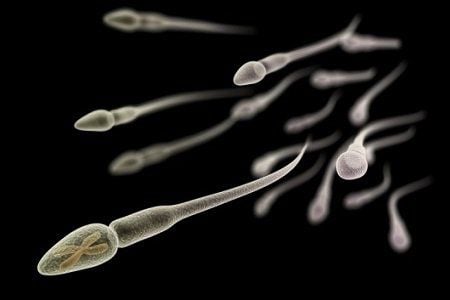 Misconceptions about X and Y Sperm