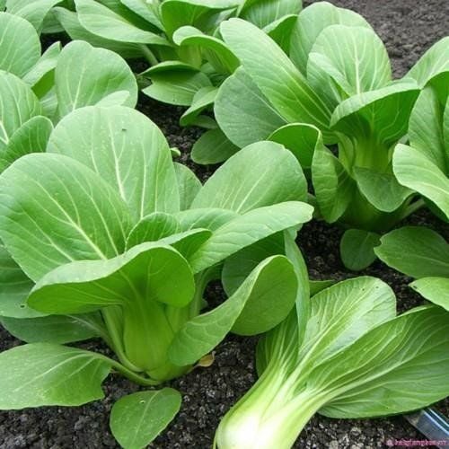 Bok choy is considered a vegetable with high calcium content.