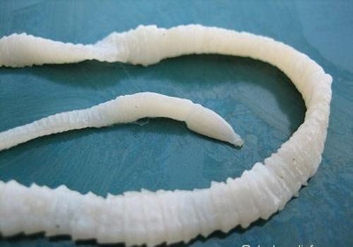 Tapeworms enter the body through contaminated food