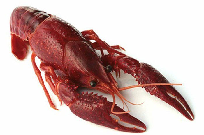 Shrimp Cholesterol Nutrition And Heart Health Vinmec simple-saut-ed-shrimp-15-minute-dinner-will-cook-for-smiles