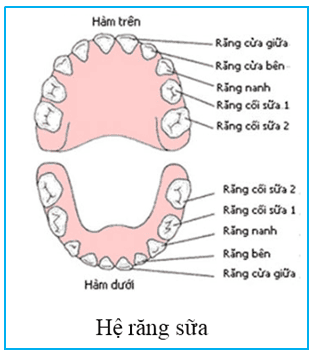 The primary dentition system of children