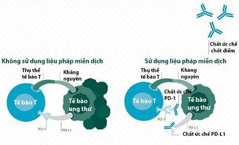 Tế bào T khóa kháng nguyên lạ cũng như tế bào ung thư và tiêu diệt chúng.