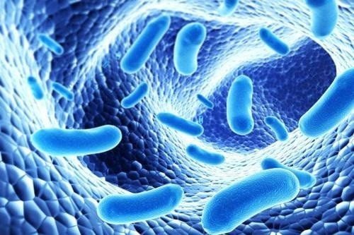 Digestive enzymes help break down food for easier absorption.