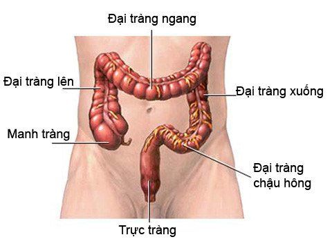 Trong ổ bụng, trực tràng đóng vai trò là bộ phận nối đại tràng và ống hậu môn.