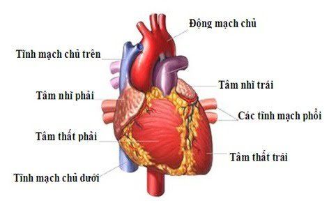 Tim gồm 4 buồng, trong đó 2 tâm nhĩ trên và 2 tâm thất ở dưới