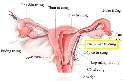 What thickness of the endometrium is required for embryo transfer?