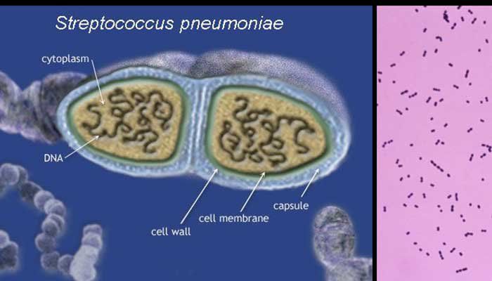 Phế cầu khuẩn S.pneumoniae là gì? | Vinmec
