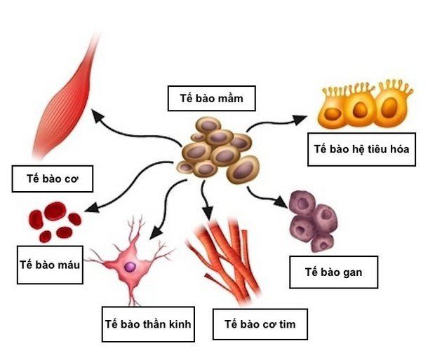 U TẾ BÀO MẦM BUỒNG TRỨNG PHÁT TRIỂN BÊN TRONG CƠ QUAN SINH DỤC NỮ GIỚI