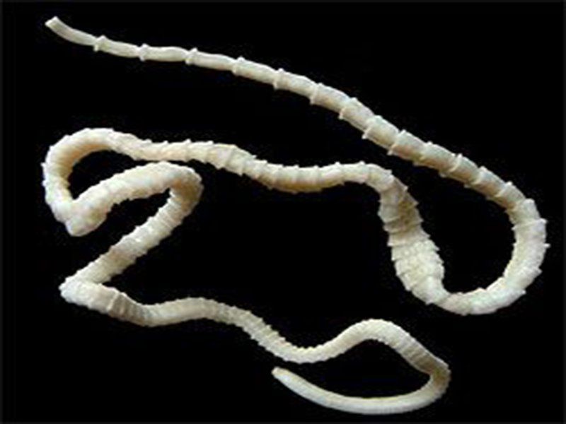 Central nervous system infection with tapeworm larvae