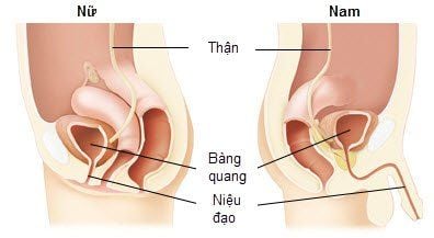 Hình ảnh niệu đạo ở nam giới và nữ giới