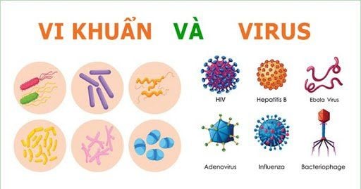 Nhiễm vi khuẩn và nhiễm virus khác nhau thế nào? | Vinmec