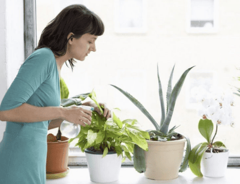 Đặt cây xanh trong nhà mang lại nhiều ích lợi cho sức khỏe của bạn