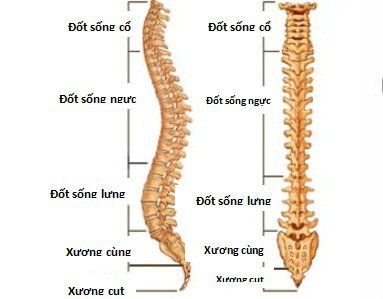 Cột sống được tạo thành từ 33 đốt sống