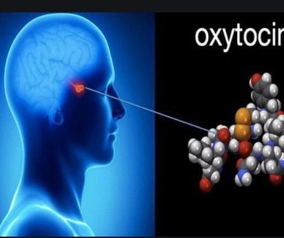 
Oxytocin là một chất dẫn truyền thần kinh mạnh mẽ ảnh hưởng đến nhiều chức năng của cơ thể
