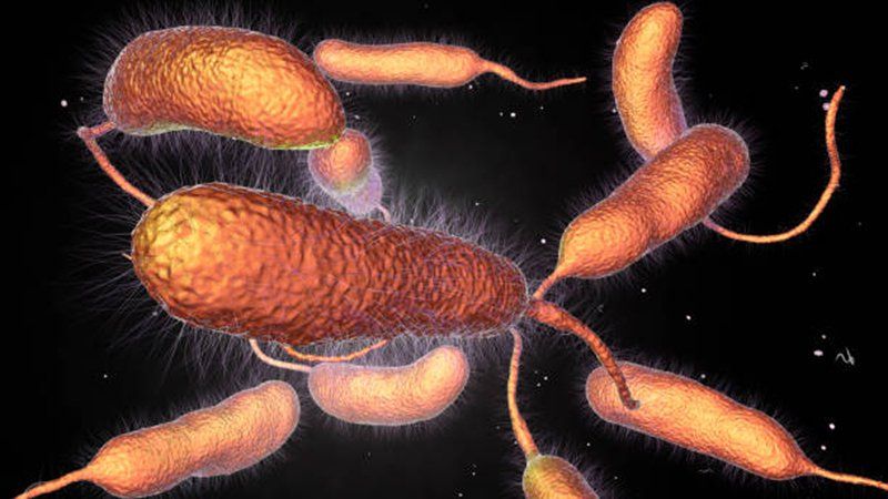 Nhiễm khuẩn do Vibrio parahaemolyticus (tả biển) | Vinmec