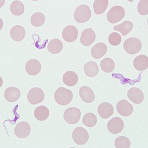 Ký sinh trùng Trypanosoma gambiense gây ra bệnh ngủ, chúng kí sinh trong nhiều tế bào